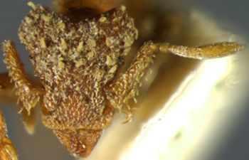 Media type: image;   Entomology 21124 Aspect: head frontal view